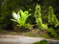 Close up of willow catkins. Flowering willow - waking up nature Royalty Free Stock Photo