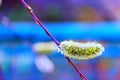 Close up of willow catkins. Flowering willow - waking up nature Royalty Free Stock Photo