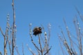 A close up of the willow rose on a branch of gray willow (Salix cinerea) against the bright blue sky Royalty Free Stock Photo