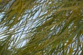 A close up of a willow tree