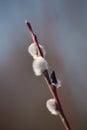 Close-up of Willow twig as a spring symbol, outdoor. Royalty Free Stock Photo