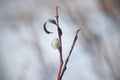 Close-up of Willow twig as a spring symbol, outdoor. Royalty Free Stock Photo