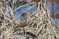 Close up of Wilson's Snipe marsh bird in early spring grass
