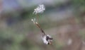 Close Up Wilted Flowers photograph