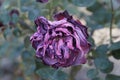 Close-up of wilted mauve rose over green background