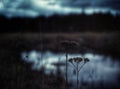 close-up of wilted plant on field against sky Royalty Free Stock Photo