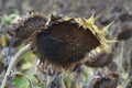 Close-up of wilted sunflower looking towards the ground, with dried yellow petals and part of its black seeds fallen Royalty Free Stock Photo