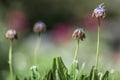 Close-up of wilting flowers in a rock garden in a park, Germany