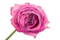 Close-up wilting rose