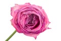 Close-up wilting rose Royalty Free Stock Photo