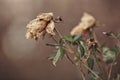 Close-up of wilting roses