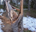 Close up of wind broken spruce tree laying in forest, Northern Scandinavia Royalty Free Stock Photo