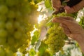 Close up of winemaker hands collect grape in vineyard open air during sunset. Organic home gardening and cultivation of Royalty Free Stock Photo