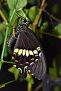 Common Mormon Papilio polytes romulus butterfly Royalty Free Stock Photo