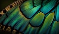 Close up of the wing of a tropical butterfly. Colorful background Royalty Free Stock Photo