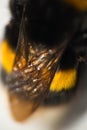 close-up of the wings of a young bumblebee, bombus