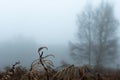 Close up of winter bracken outside on a moody winters day. Still life selective focus, artistic blur and space for message