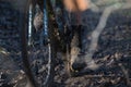 Cyclocross race full of mud, passion, power and will Royalty Free Stock Photo