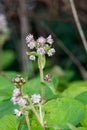 Winter heliotrope (petasites pyrenaicus) flowers