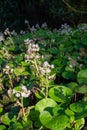 Winter heliotrope (petasites pyrenaicus) flowers