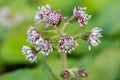 Winter heliotrope (petasites pyrenaicus) flowers