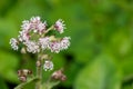 Winter heliotrope (petasites pyrenaicus) flowers