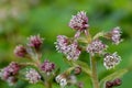 Winter heliotrope (petasites pyrenaicus) flowers