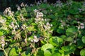 Winter heliotrope (petasites pyrenaicus) flowers