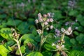 Winter heliotrope (petasites pyrenaicus) flowers