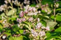 Winter heliotrope (petasites pyrenaicus) flowers