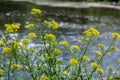 the Close up of Wintercress Barbarea vulgaris Brassicaceae. Selective focus.flower of Land cress, Barbarea verna.Yellow