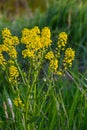 the Close up of Wintercress Barbarea vulgaris Brassicaceae. Selective focus.flower of Land cress, Barbarea verna.Yellow spring