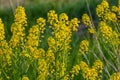 the Close up of Wintercress Barbarea vulgaris Brassicaceae. Selective focus.flower of Land cress, Barbarea verna.Yellow spring