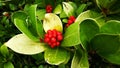 Wintergreen Gaultheria procumbens with Red Berries Royalty Free Stock Photo