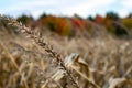 Close-up of a Wisconsin corn tassel in a cornfield in autumn
