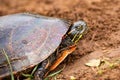 Close-up of  a Wisconsin Western Painted Turtle Chrysemys picta in the sand Royalty Free Stock Photo