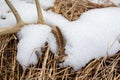 Close-up of a Wisconsin White-tailed Deer antler shed laying on the ground in April with snow Royalty Free Stock Photo