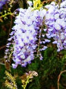 Close up of Wisteria `Blue Moon` in bloom. Cluster of blue flowers climbing and hanging over the fence. Royalty Free Stock Photo