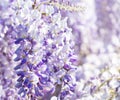 Close up of Wisteria flowers on defocused natural background. Shallow DOF. Selective focus