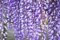 Close up of Wisteria Purple flowers blooming.