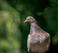 Close up wit a feral pigeon Columba livia domestica.