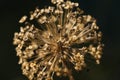 Close up of a withered Allium cristophii flower