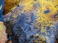 Close-up of a withered autumn leaf floating on water