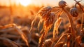 A close-up of a withered crop under a merciless sun, illustrating the vulnerability of agriculture to extreme weather patterns