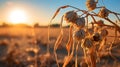 A close-up of a withered crop under a merciless sun, illustrating the vulnerability of agriculture to extreme weather patterns