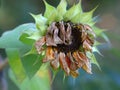 Close up of withered dried sunflower head