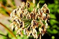 Close up of withered flower