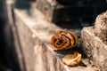 Close-up of withered pink roses