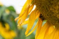 Close up withered sunflower with bee collecting pollen Royalty Free Stock Photo