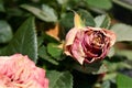 A wizened red rose on a sunny day